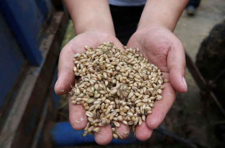 Seorang Petani Memegang Biji Gandum yang Dipanen di Sebuah Ladang di Zhumadian (Reuters/Ningwei Qin)