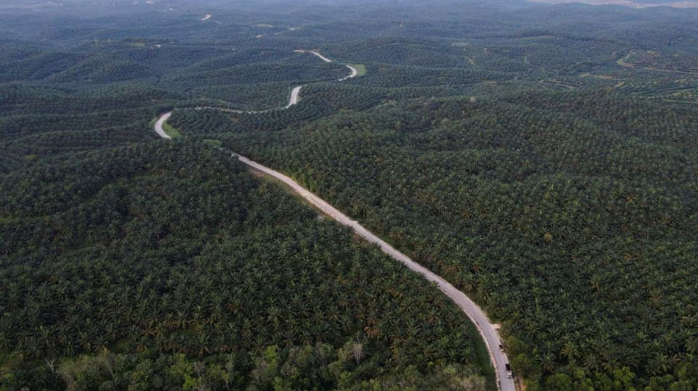 Perkebunan Kelapa Sawit di Kabupaten Siak, Provinsi Riau, Indonesia