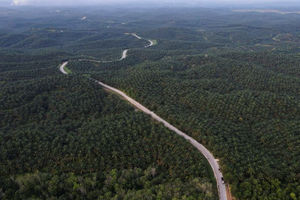Perkebunan Kelapa Sawit di Kabupaten Siak, Provinsi Riau, Indonesia
