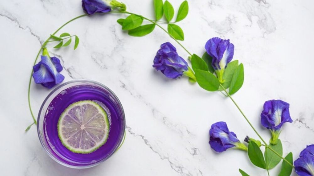 7 Manfaat Bunga Telang untuk Kesehatan yang Tidak Boleh Dilewatkan