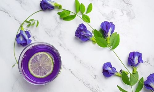 7 Manfaat Bunga Telang untuk Kesehatan yang Tidak Boleh Dilewatkan