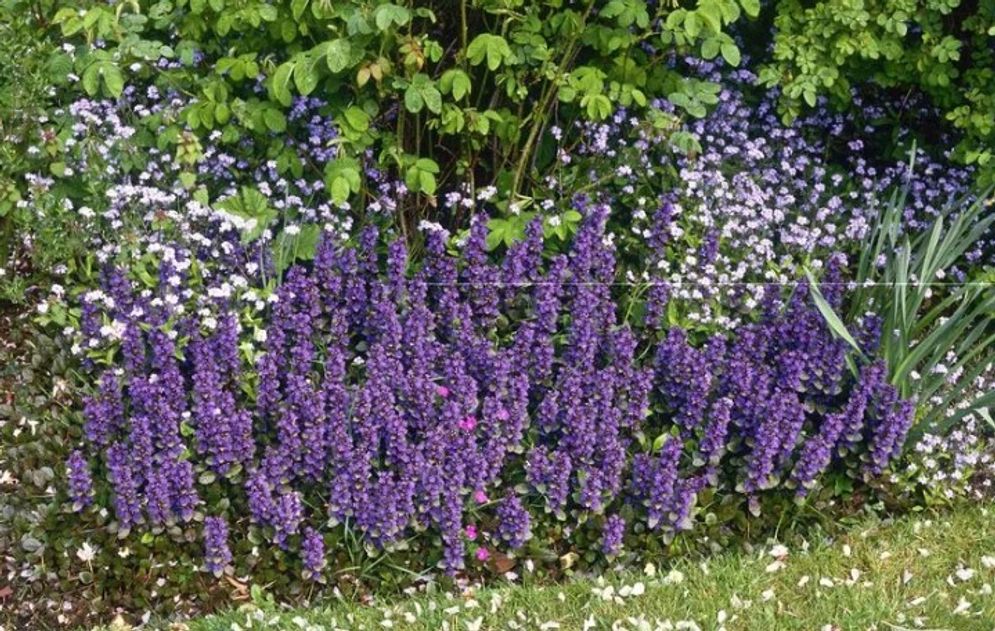 garden.jpg