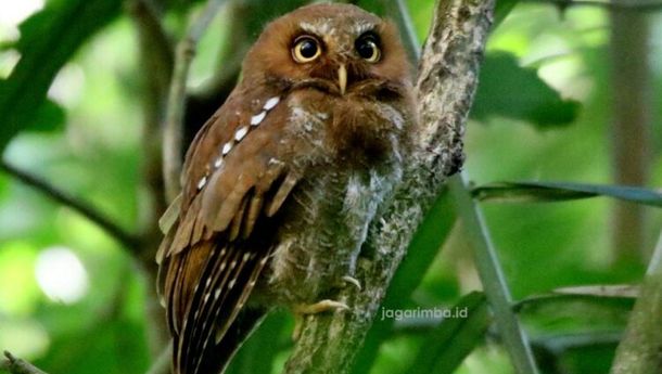 Inilah 7 Spesies Burung Endemik Flores yang Wajib Dilestarikan