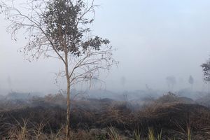 iGvd_Karhutla PT Kaswari Unggul.jpg