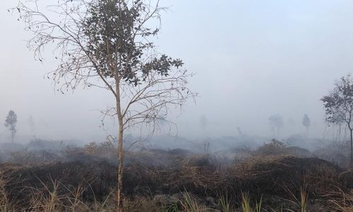 iGvd_Karhutla PT Kaswari Unggul.jpg