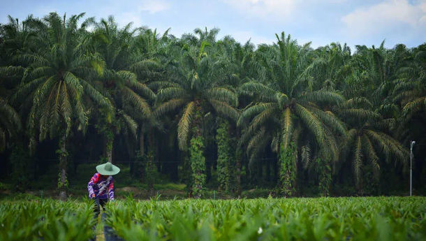  PTPN III Rencana Bentuk Dua Subholding Baru