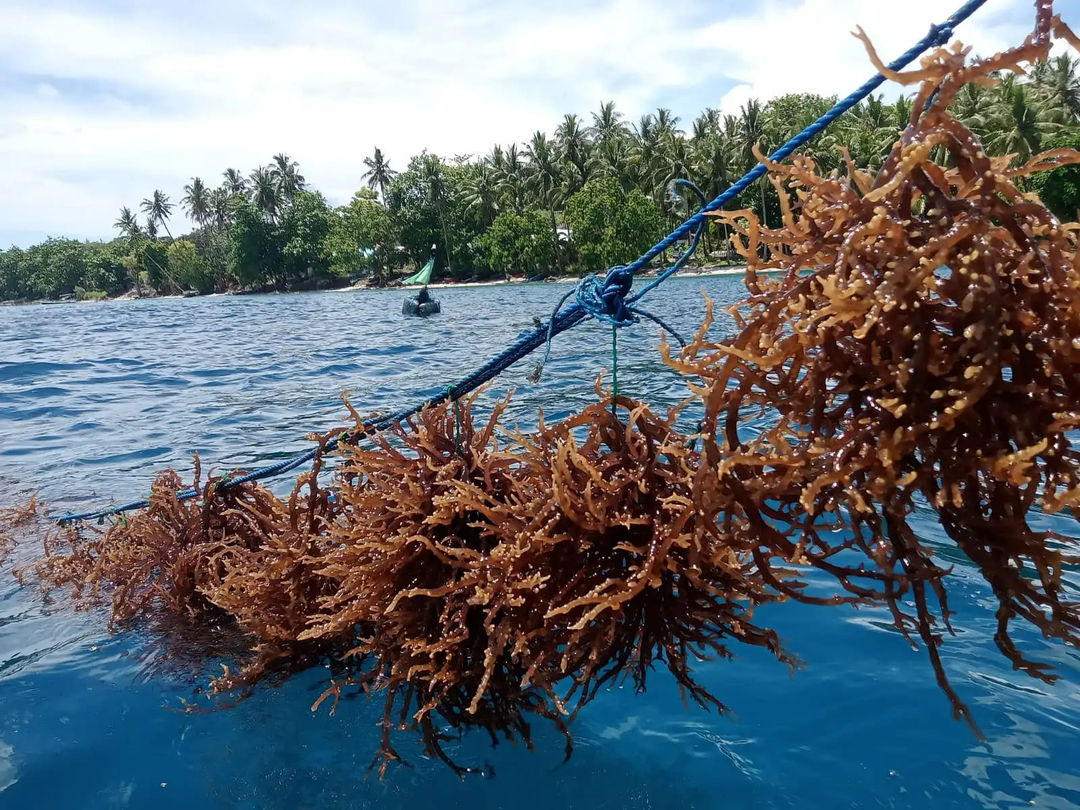 Budidaya rumput laut di sebuah lautan.