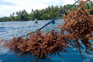 KKP-Kembangkan-Kultur-Jaringan-Rumput-Laut1 (2).jpg