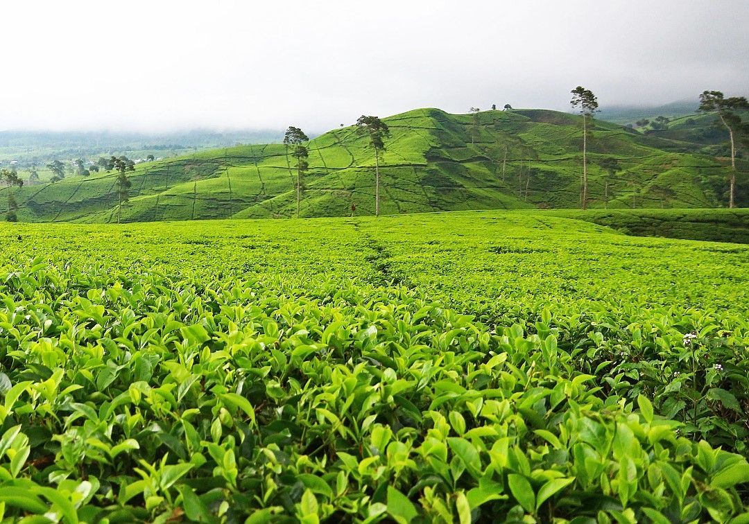 Destinasi Agrowisata Bakal Memberikan Pintu Keindahan Kecamatan Anggana  