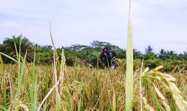 Patani di Kabupaten Penajam Paser Utara akan menggelar panen raya pekan depan. (FOTO: HUMAS SETKAB PPU)