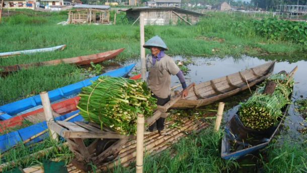 Kaya Nutrisi, Berikut 7 Manfaat Eceng Gondok Bagi Kesehatan Tubuh