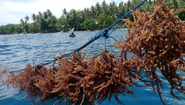 Menteri Teten Sebut Rumput Laut Wakatobi Bisa Menjadi Penggerak Hilirisasi