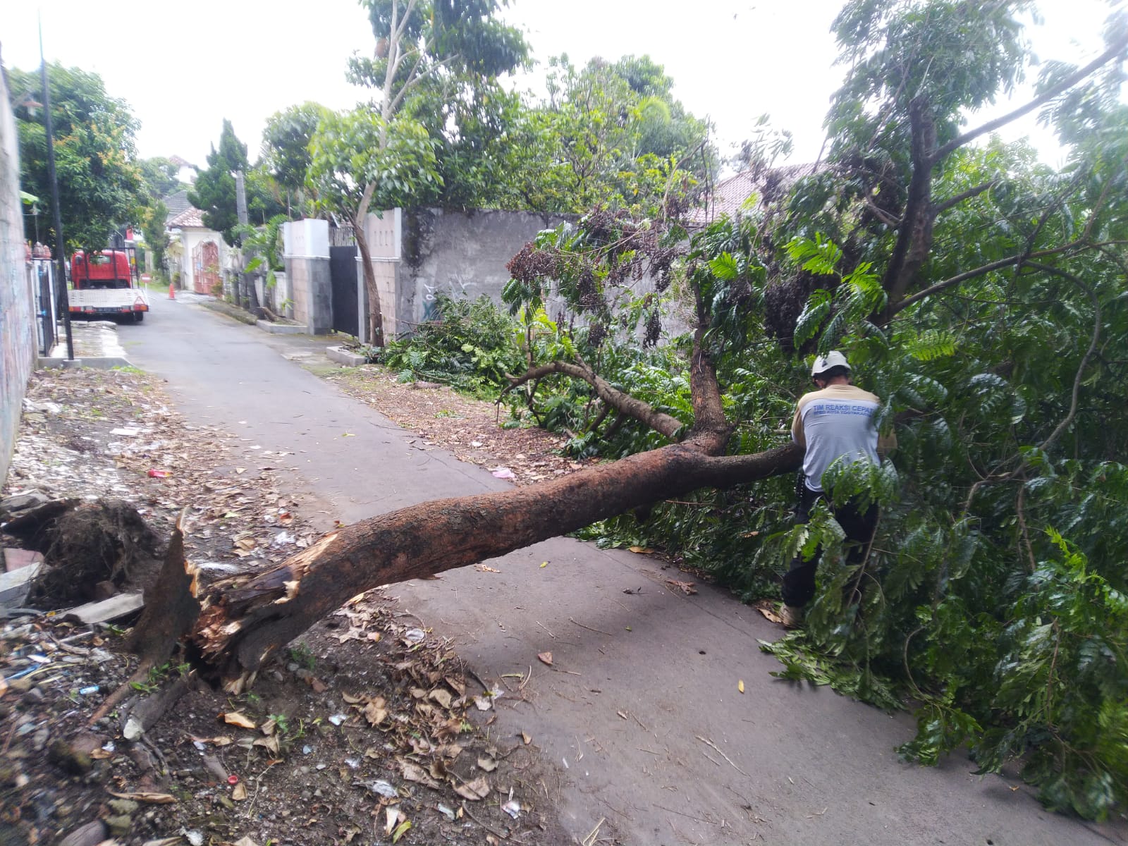 Korban Pohon Tumbang Di Tangerang Bisa Klaim Asuransi Segini Nilainya TrenAsia