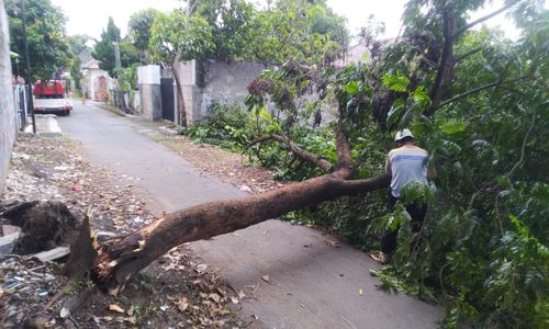 Pohon tumbang