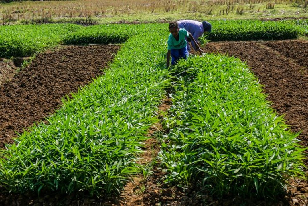 Tampak petani sedang memanen sayuran kangkung di sebuah persawahan.