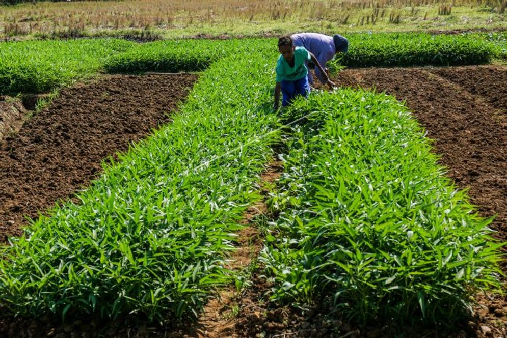 panen-kangkung-darat-di-sawah-nw01l0-prv.jpg