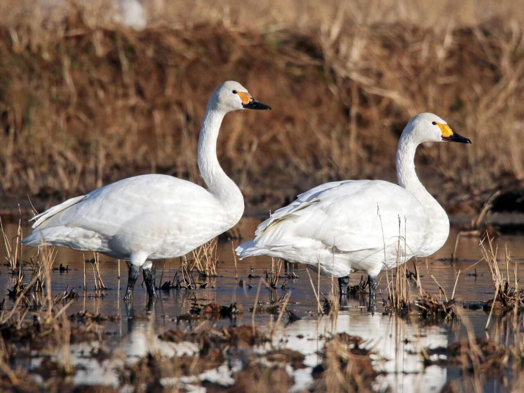 Angsa Tundra (allaboutbirds.org)