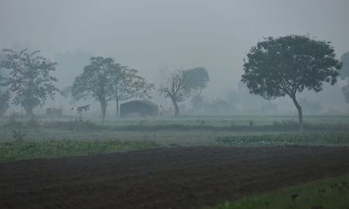 Seorang Pria Terlihat di Lapangan di Dataran Banjir Yamuna pada Suatu Pagi yang Berkabut di New Delhi