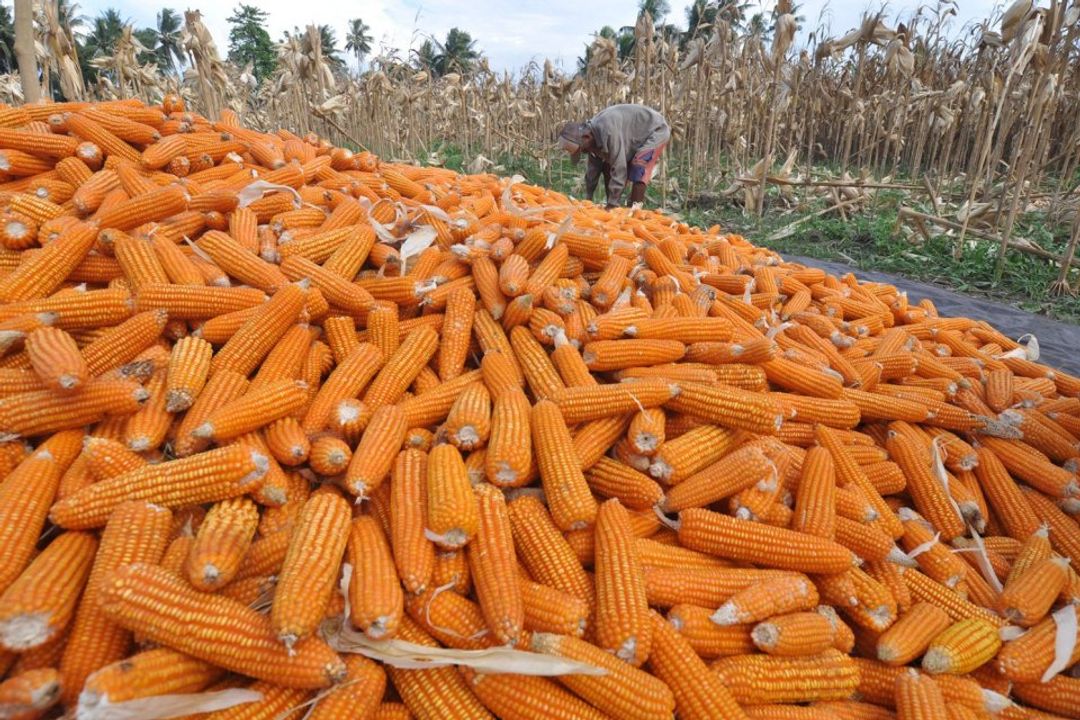 Jagung 