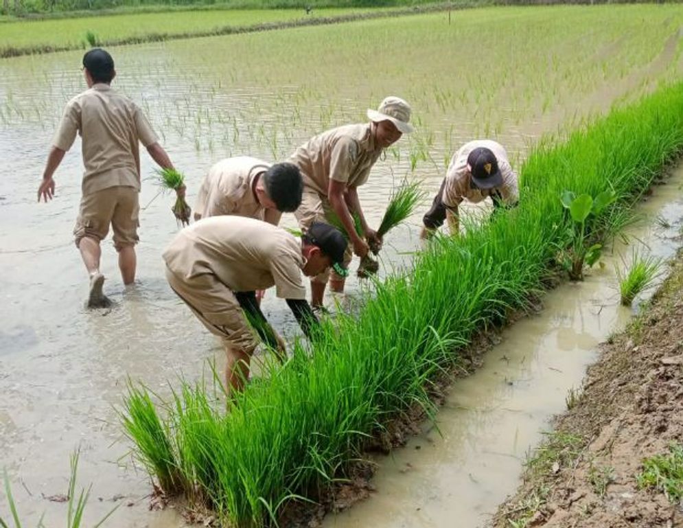 Tingkatkan Produksi Padi: Kementerian Pertanian Targetkan Cetak Sawah 200 Ribu Hektare di Sumsel