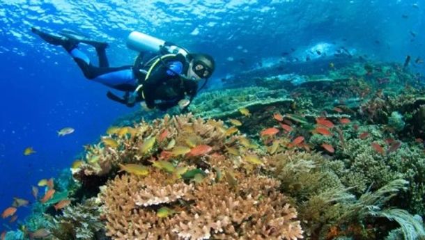 Menyelam di Sekitaran Pulau Kelor TN Komodo, Turis  Asal Belgia Nyaris Mati karena Sesak Napas 