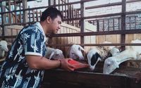 domba pakan.jpg