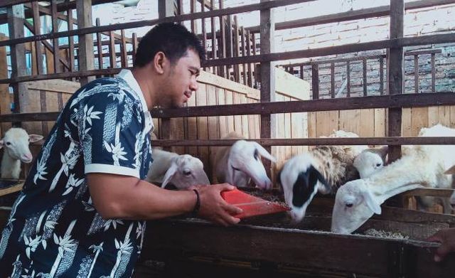 domba pakan.jpg