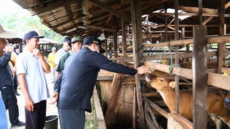 Pj Bupati PPU, Makmur Marbun mengunjungi peternakan sapi milik Poktan Lestari. 