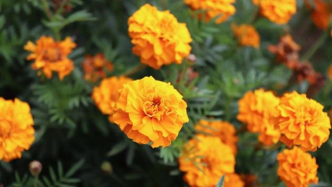 Tanaman hias marigold atau bunga kenikir cocok untuk mengusir nyamuk saat musim penghujan.