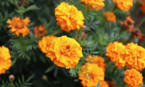 Tanaman hias marigold atau bunga kenikir cocok untuk mengusir nyamuk saat musim penghujan.