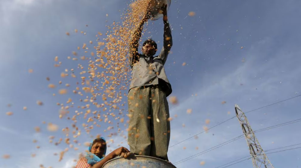 Seorang Petani Berdiri di Atas Drum Plastik Menampi Gandum di Sebuah Ladang di Pinggiran Ahmedabad, India