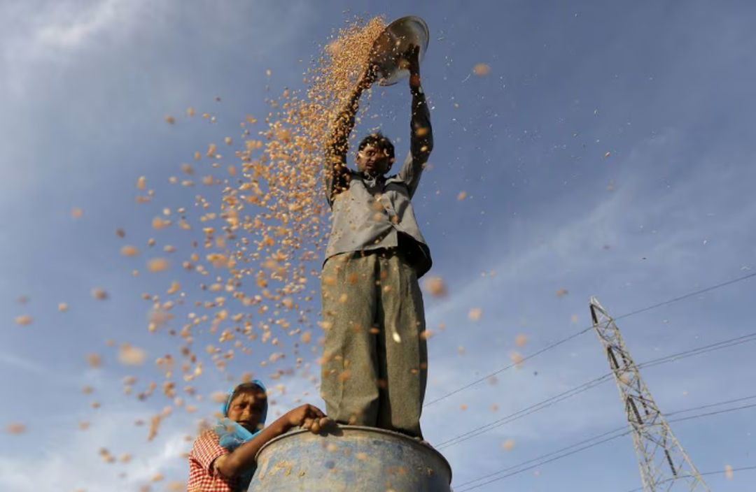 Seorang Petani Berdiri di Atas Drum Plastik Menampi Gandum di Sebuah Ladang di Pinggiran Ahmedabad, India (Reuters/Amit Dave)