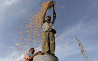 Seorang Petani Berdiri di Atas Drum Plastik Menampi Gandum di Sebuah Ladang di Pinggiran Ahmedabad, India