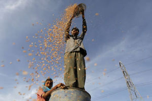 Seorang Petani Berdiri di Atas Drum Plastik Menampi Gandum di Sebuah Ladang di Pinggiran Ahmedabad, India