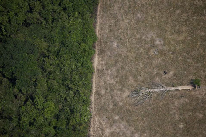 Sebuah Pohon Tumbang Terletak di Kawasan Hutan Amazon (Reuters/Ueslei Marcelino)