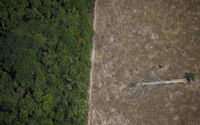 Sebuah Pohon Tumbang Terletak di Kawasan Hutan Amazon