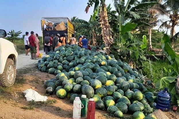 Kelompok Tani (Poktan) Setia Abadi Desa Babulu Darat, Kecamatan Babulu, Kabupaten PPU memanfaatkan lahan pertanian padi yang kering menjadi kebun semangka.