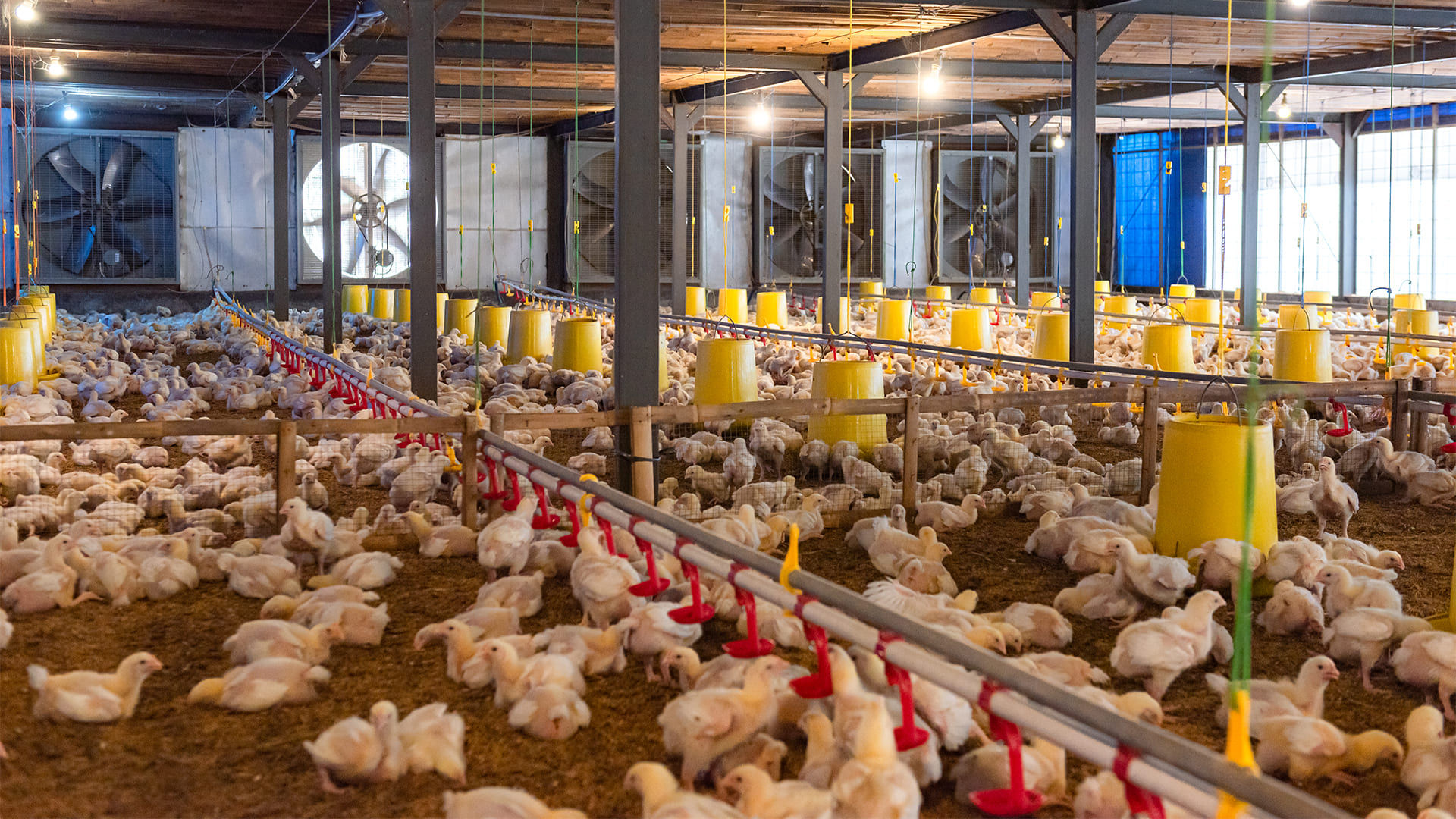 Salah satu lokasi usaha peternakan Janu Putra (AYAM) yang memiliki total kapasitas 90 ribu ekor ayam  di Klerong, Karanganyar, Jawa Tengah 