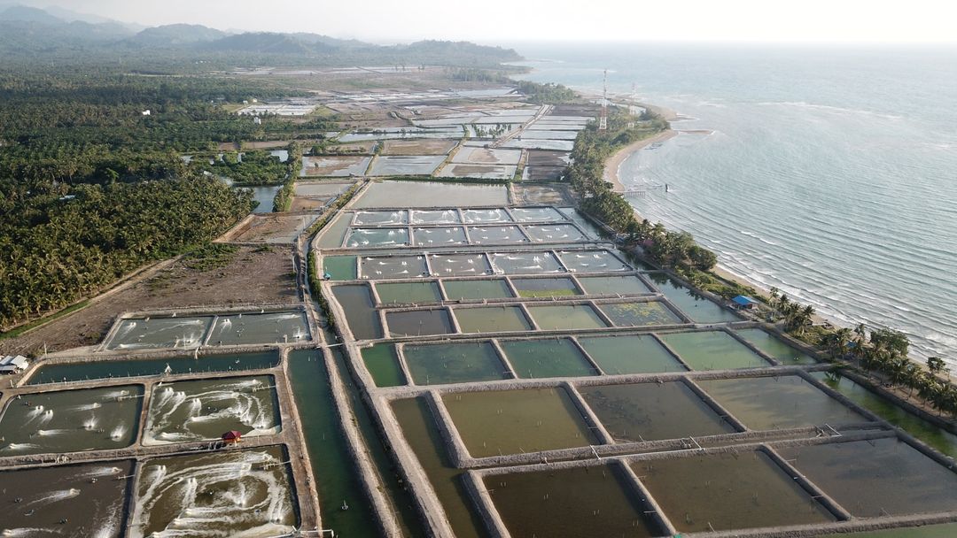 tambak-udang-pasangkayu-sulbar-DJPB-KKP-min.jpg