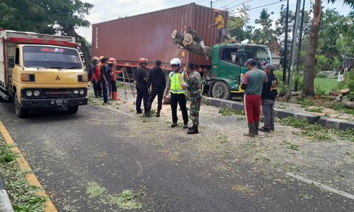 pohon tumbang.jpg