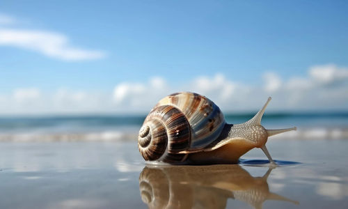 Snail girl SiputSnail girl Siput