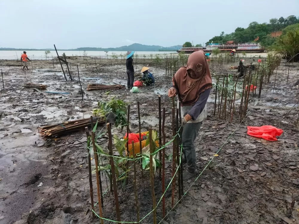 PT Timah Tbk lakukan penyulaman 2.500 bibit mangrove di Kundur.
