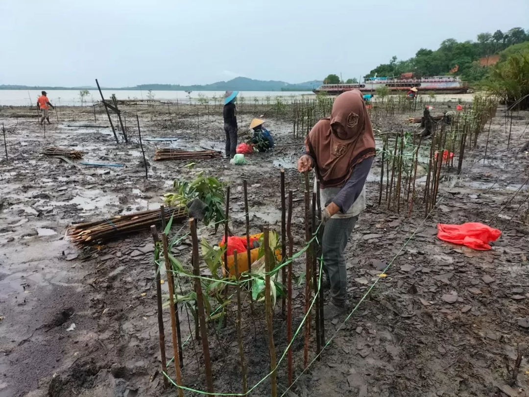 PT Timah Tbk lakukan penyulaman 2.500 bibit mangrove di Kundur.