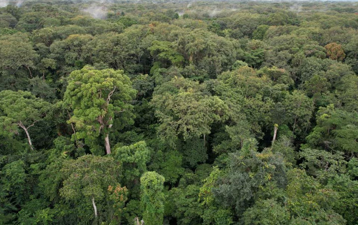 Taman Nasional Pongara, Dekat Libreville, Gabon (Reuters/Christophe Van Der Perre)