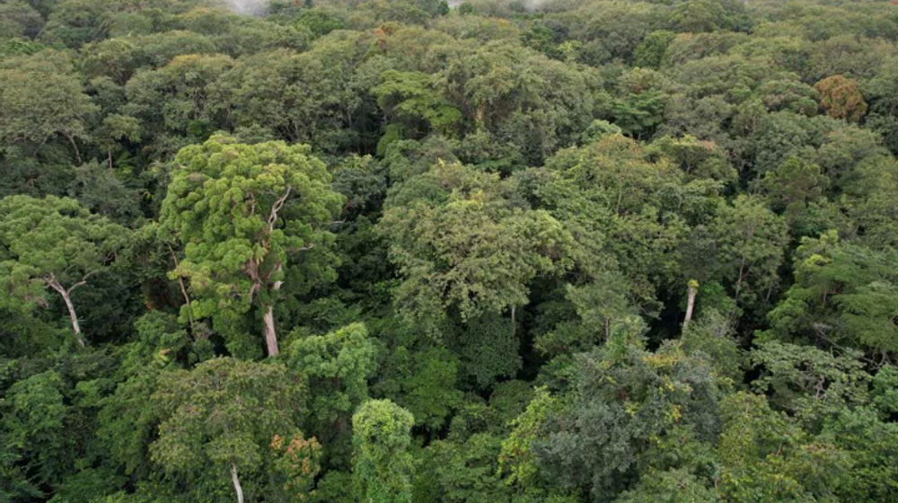 Taman Nasional Pongara, Dekat Libreville, Gabon