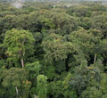 Taman Nasional Pongara, Dekat Libreville, Gabon