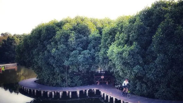 Ramai- Ramai Tanam Mangrove, Ternyata Ini Manfaatnya