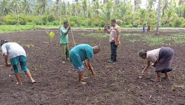 Buktikan Kedekatannya dengan Petani, Bripka Agustinus Fay Ikut Tanam Padi di Lahan Perkebunan di Desa Boru