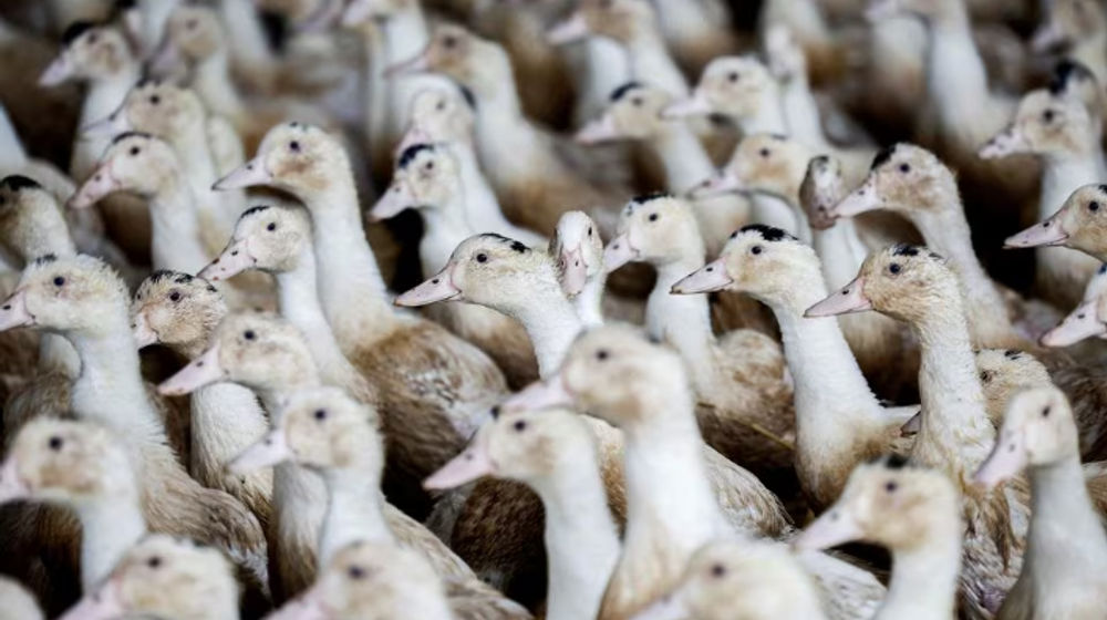 Bebek Terlihat di Dalam Peternakan Unggas di Castelnau-Tursan, Prancis