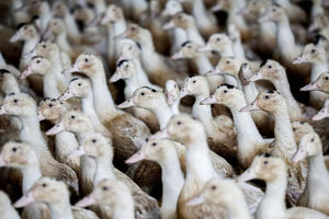 Bebek Terlihat di Dalam Peternakan Unggas di Castelnau-Tursan, Prancis